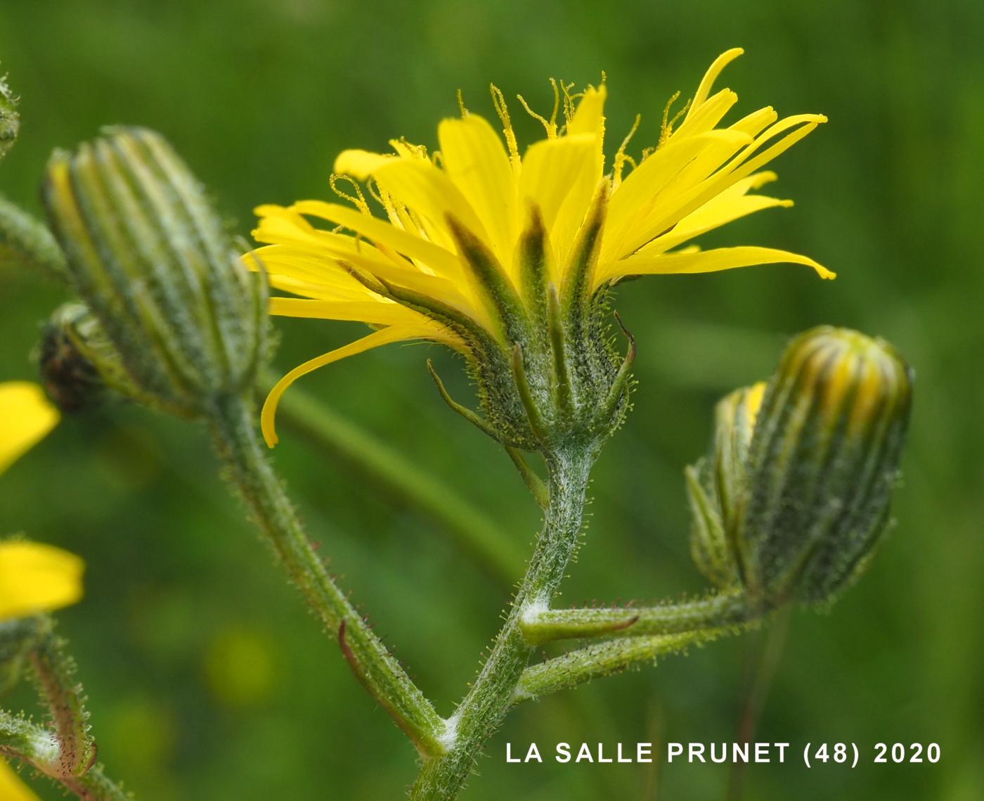 Hawk's-beard, Large-flowered flower